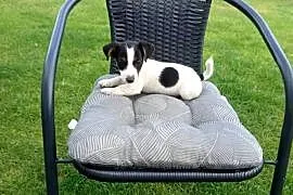Jack Russell Terrier