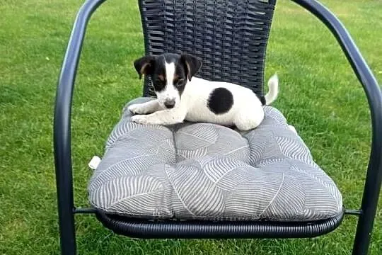 Jack Russell Terrier, Śląskie, Kamieńskie Młyny