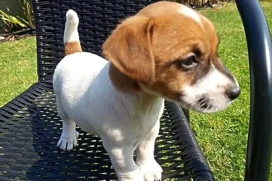 Jack Russell Terrier, Śląskie, Kamieńskie Młyny