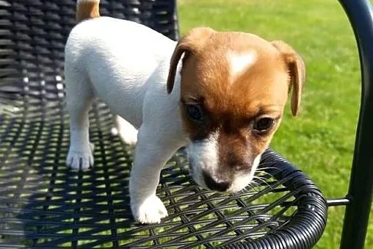 Jack Russell Terrier, Śląskie, Kamieńskie Młyny