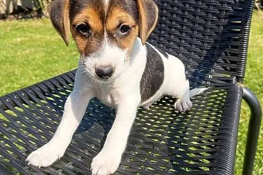 Jack Russell Terrier, Śląskie, Kamieńskie Młyny