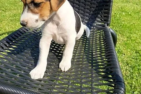Jack Russell Terrier, Śląskie, Kamieńskie Młyny