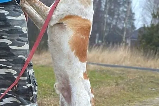 WIERSZYK zapomniany, nie chciany. Czy doczeka się domu ?, , Mszczonów