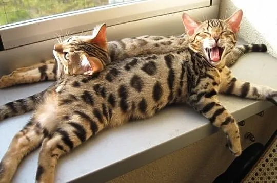 Bengalski Kot - są sliczne kocięta
