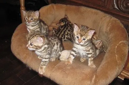 Bengalski Kot - są sliczne kocięta