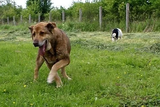 W Twoim życiu brakuje słodyczy? Adoptuj Czekoladę!