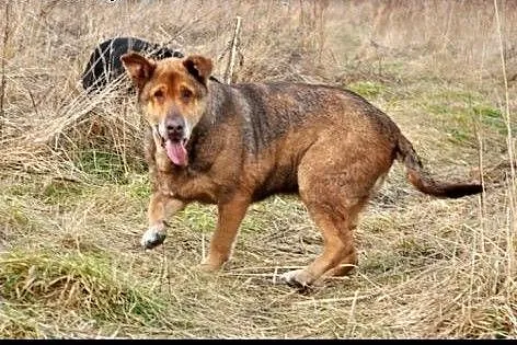 W Twoim życiu brakuje słodyczy? Adoptuj Czekoladę!