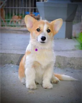 Welsh Corgi Pembroke Piękne szczenięta na sprzedaż, , Warszawka