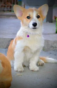 Welsh Corgi Pembroke Piękne szczenięta na sprzedaż, , Warszawka