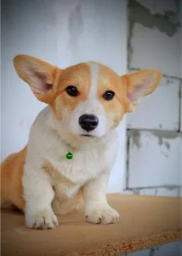 Welsh Corgi Pembroke Piękne szczenięta na sprzedaż