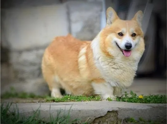 Welsh Corgi Pembroke Piękne szczenięta na sprzedaż, , Warszawka
