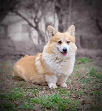Welsh Corgi Pembroke Piękne szczenięta na sprzedaż, , Warszawka