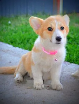 Welsh Corgi Pembroke Piękne szczenięta na sprzedaż, , Warszawka