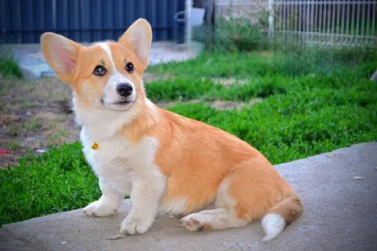 Welsh Corgi Pembroke Piękne szczenięta na sprzedaż, , Warszawka
