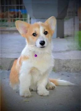 Welsh Corgi Pembroke Piękne szczenięta na sprzedaż, , Warszawka