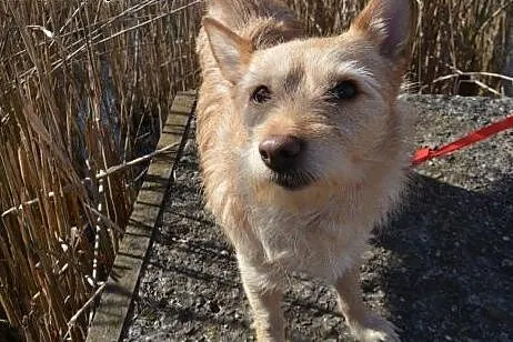 Ginger - śliczna, przytulaśna suczka wypatruje dom