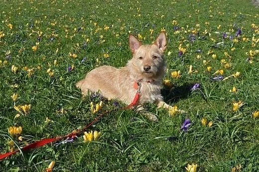 Ginger - śliczna, przytulaśna suczka wypatruje dom