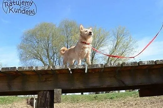 Ginger - śliczna, przytulaśna suczka wypatruje dom