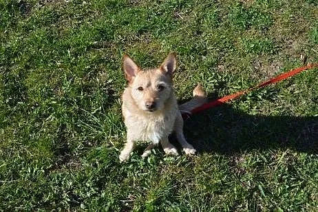 Ginger - śliczna, przytulaśna suczka wypatruje dom