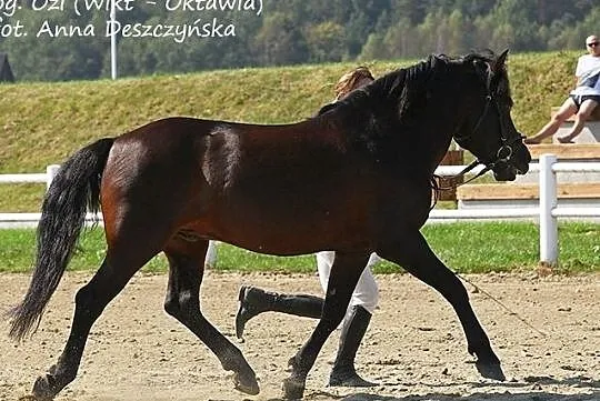 Stanówka ogierem huculskim - Ozi, Gnojnik