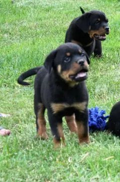 Rottweilers FCI .................................email.. {{{{szalajkoomilena@gmail.com}}