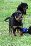 Rottweilers FCI .................................email.. {{{{szalajkoomilena@gmail.com}}