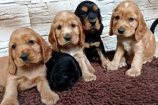 Śliczne szczenięta Cocker Spaniel Angielski