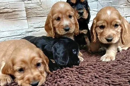 Śliczne szczenięta Cocker Spaniel Angielski, Łódzkie, Sieradz