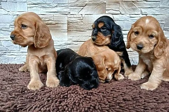 Śliczne szczenięta Cocker Spaniel Angielski, Łódzkie, Sieradz