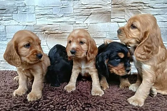 Śliczne szczenięta Cocker Spaniel Angielski, Łódzkie, Sieradz