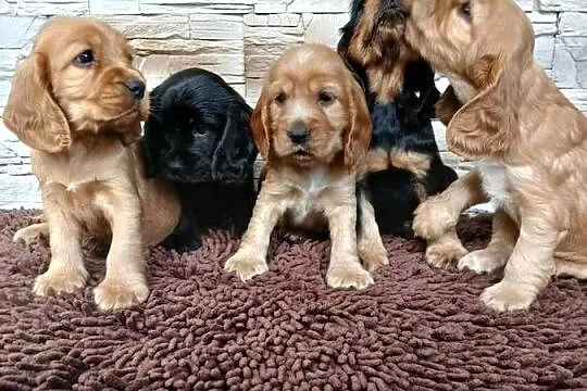 Śliczne szczenięta Cocker Spaniel Angielski, Łódzkie, Sieradz