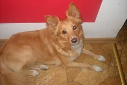 Oddam odchowaną suczkę Zuze w dobre ręce!PILNE,  ś