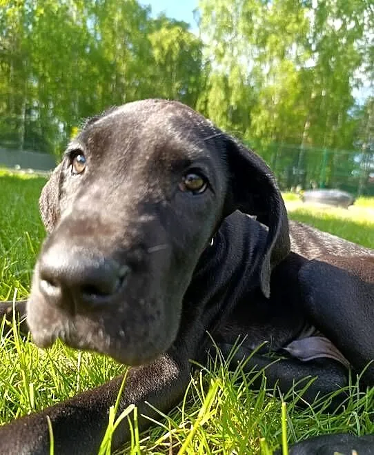 Dog niemiecki czarny samiec, Łódzkie, Zduńska Wola