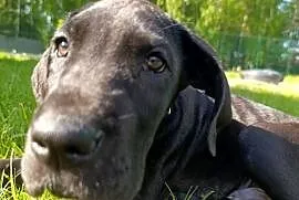 Dog niemiecki czarny samiec
