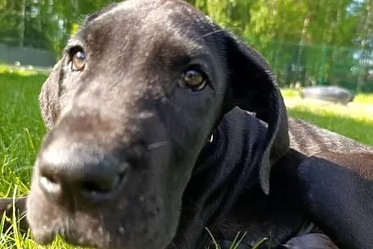 Dog niemiecki czarny samiec, Łódzkie, Zduńska Wola