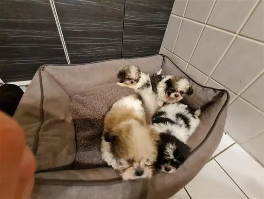 Urocze szczenięta Shih Tzu na sprzedaż, do kochających domów, , Lublin