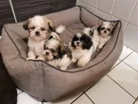 Urocze szczenięta Shih Tzu na sprzedaż, do kochających domów