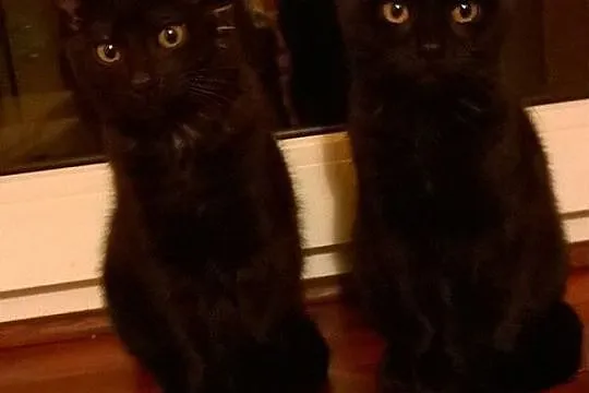 Dwie małe koteczki