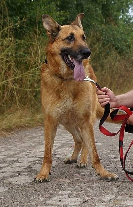 Diego - piękny,duży owczarek, Kundelki cała Polsk