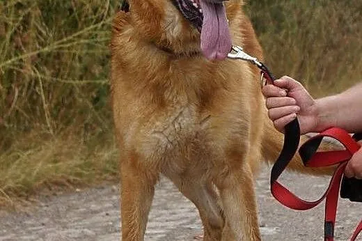 Diego - piękny,duży owczarek,  Kundelki cała Polsk
