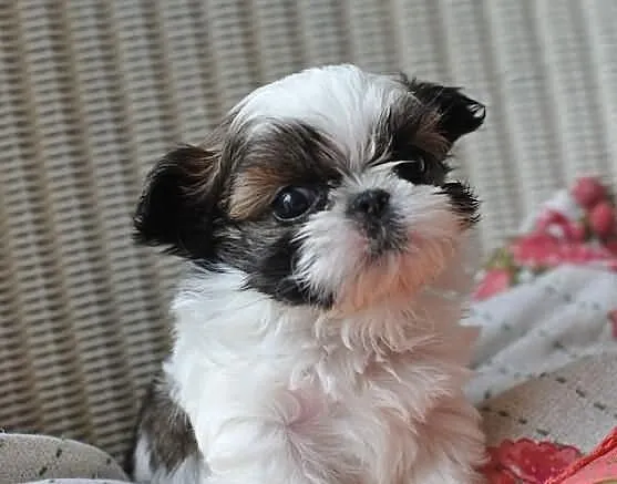 Piękne szczenięta shih tzu