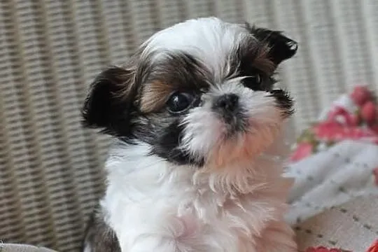 Piękne szczenięta shih tzu