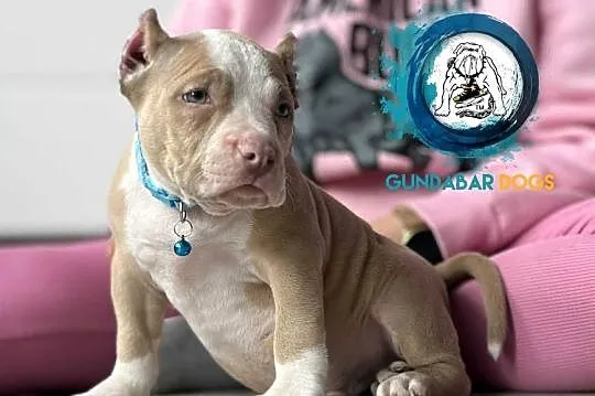 American Bully ABKC, Wielkopolskie, Koło