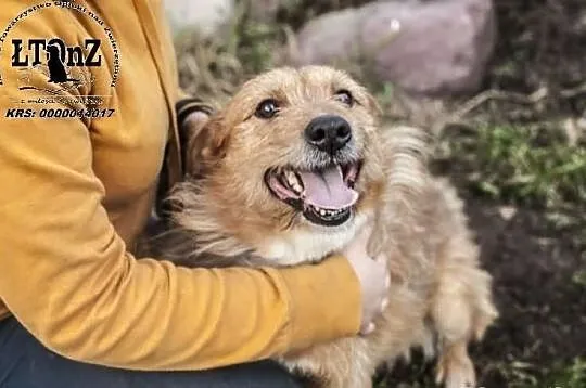Radosny trójłapek kudłacz Joker ADOPCJA! ŁTOnZ
