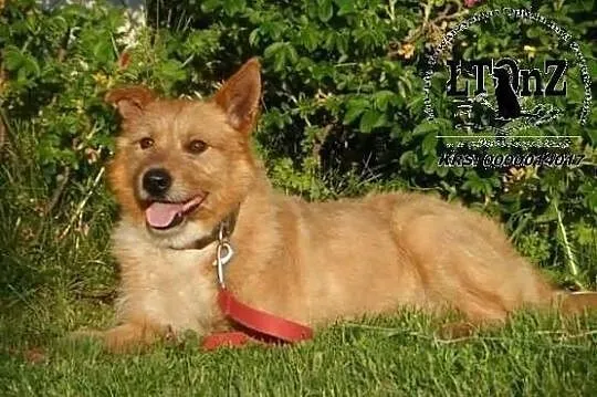 Radosny trójłapek kudłacz Joker ADOPCJA! ŁTOnZ