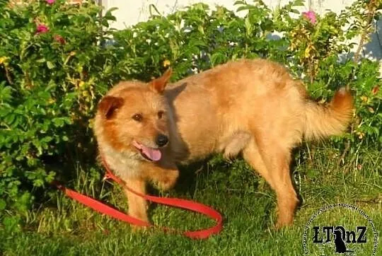 Radosny trójłapek kudłacz Joker ADOPCJA! ŁTOnZ