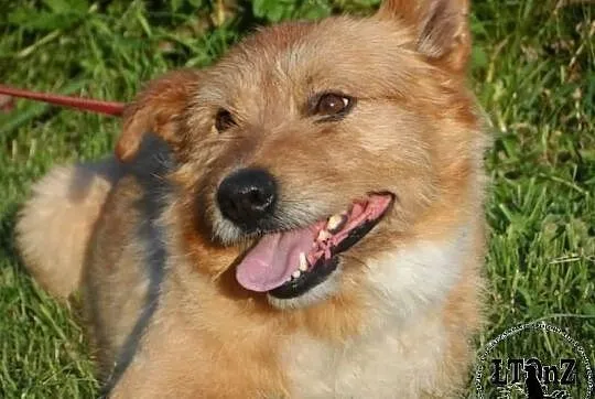 Radosny trójłapek kudłacz Joker ADOPCJA! ŁTOnZ