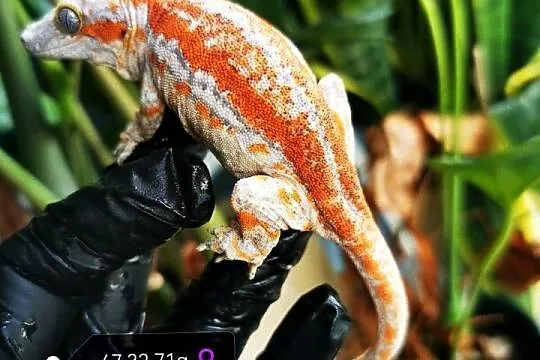 Gekon Gargulcowaty rhacodactylus avriculatus