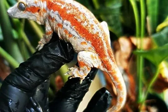 Gekon Gargulcowaty rhacodactylus avriculatus, Małopolskie, Kraków