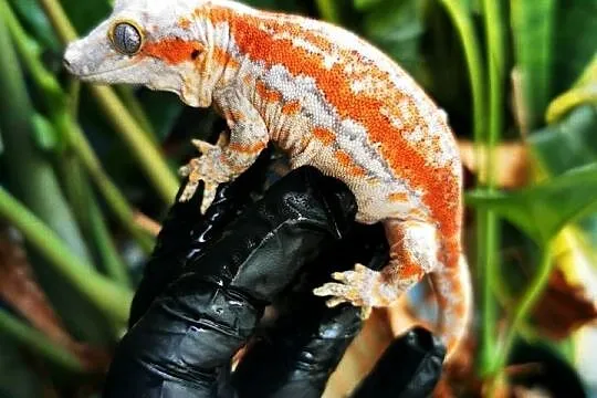 Gekon Gargulcowaty rhacodactylus avriculatus, Małopolskie, Kraków
